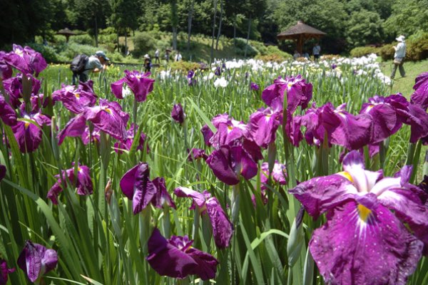 The Japanese Irises of the Hundred Year Park