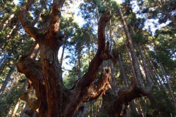 Kabusugi Giant Cedar Forest (21st Century Forest Park)