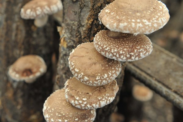 Heise Shiitake Mushroom Garden